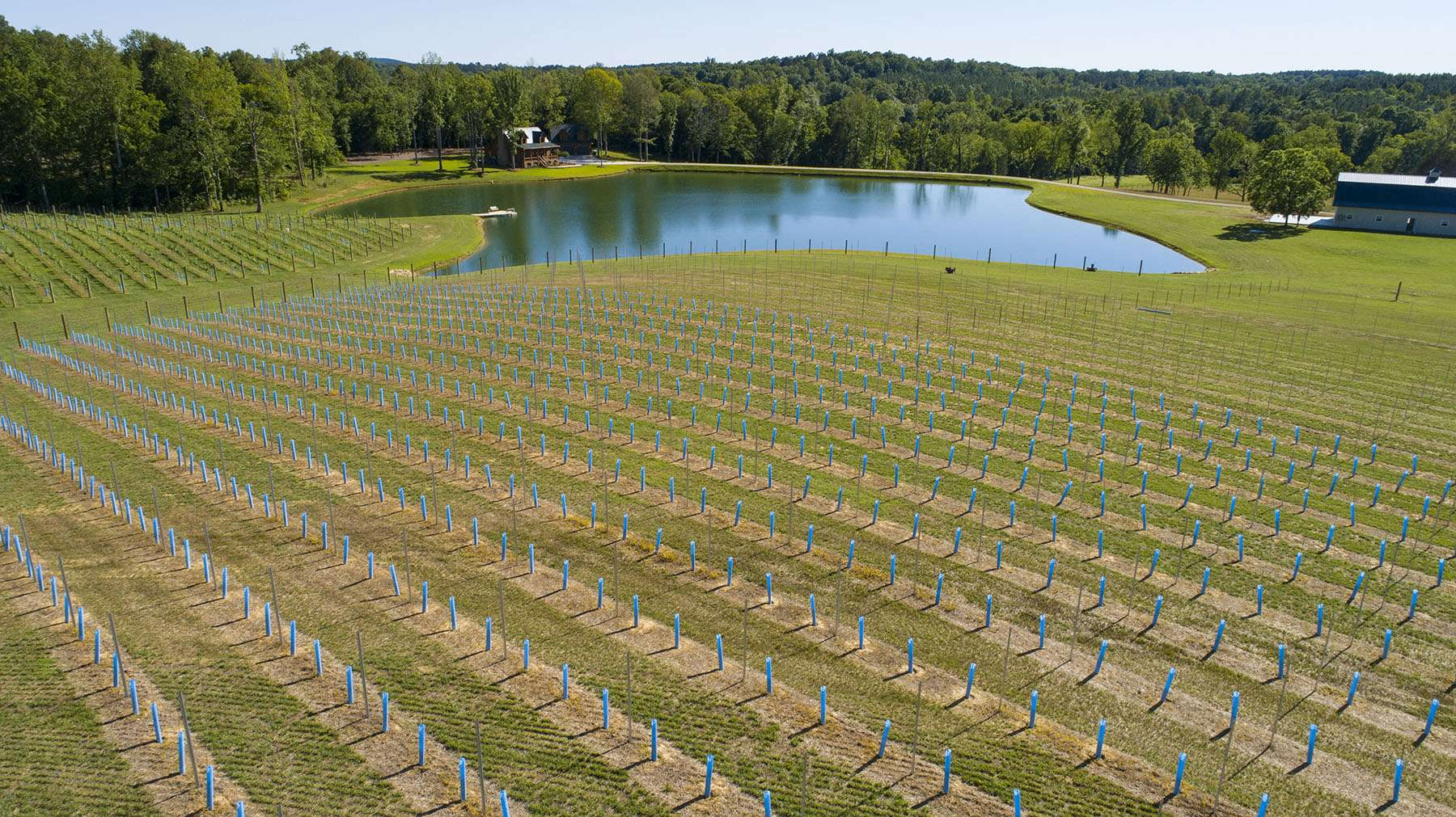 Vineyard & Cellar Tour
