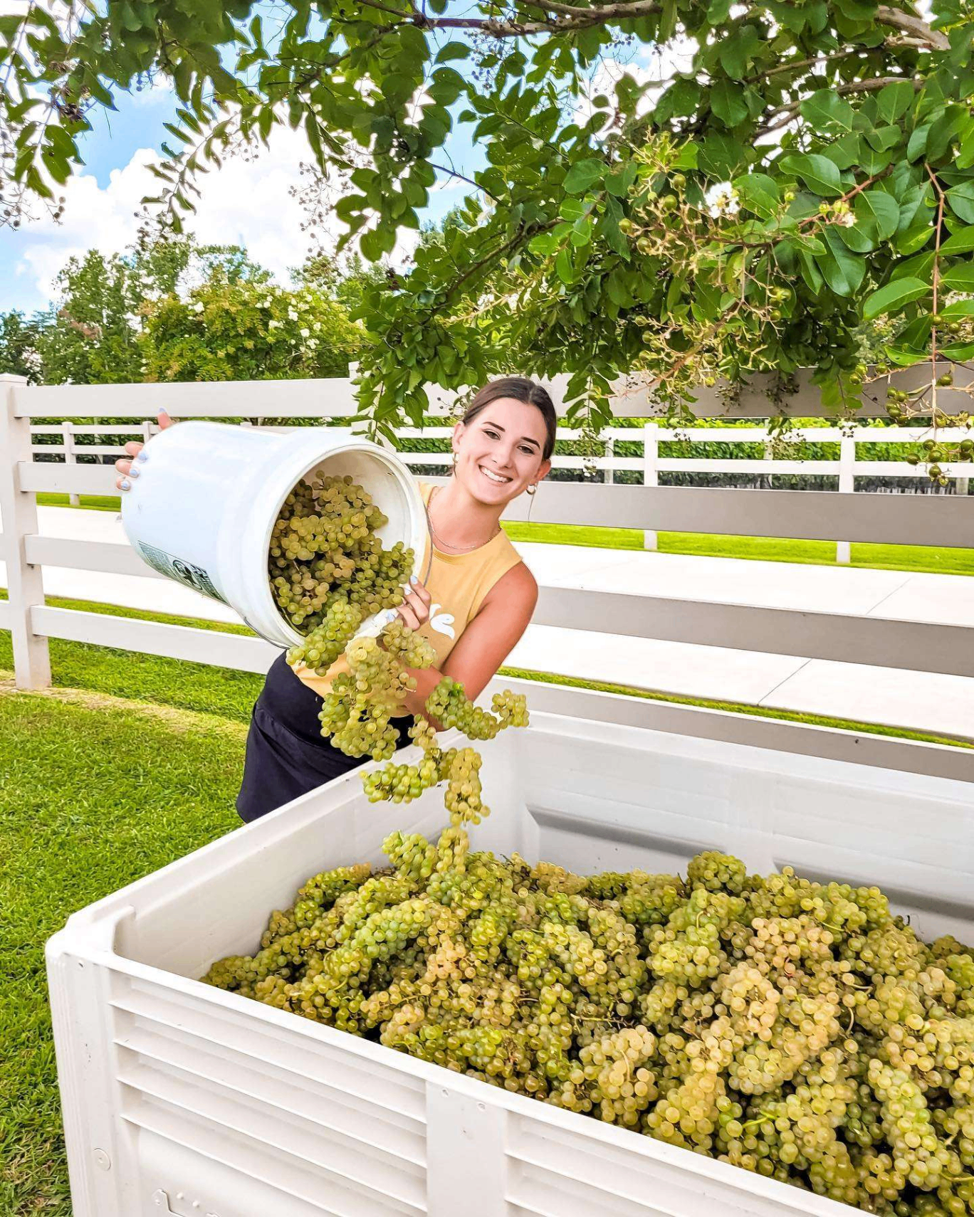 A Tunnel Creek team member emptying a bucket of freshly-picked white grapes into a harvest bin